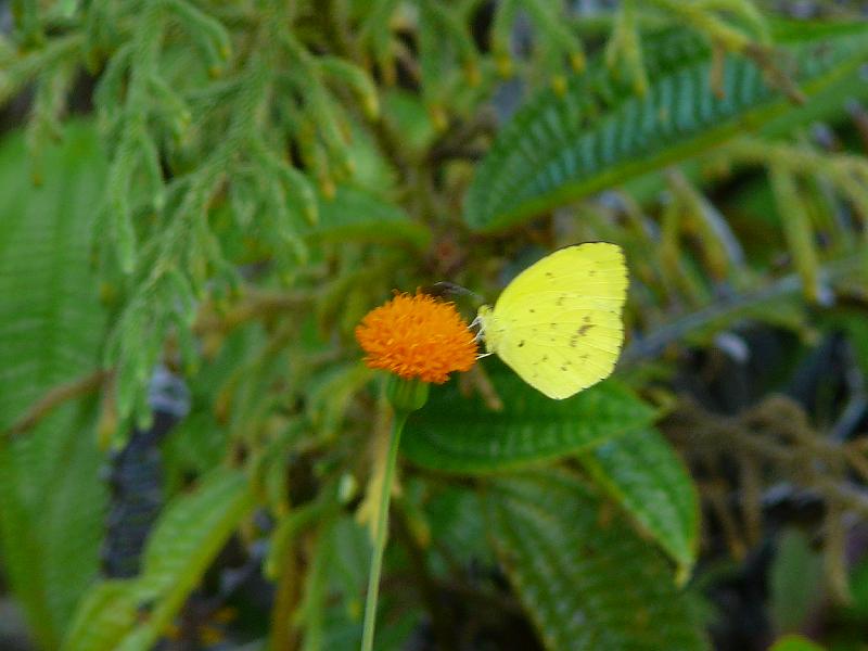 034 Butterfly and flower